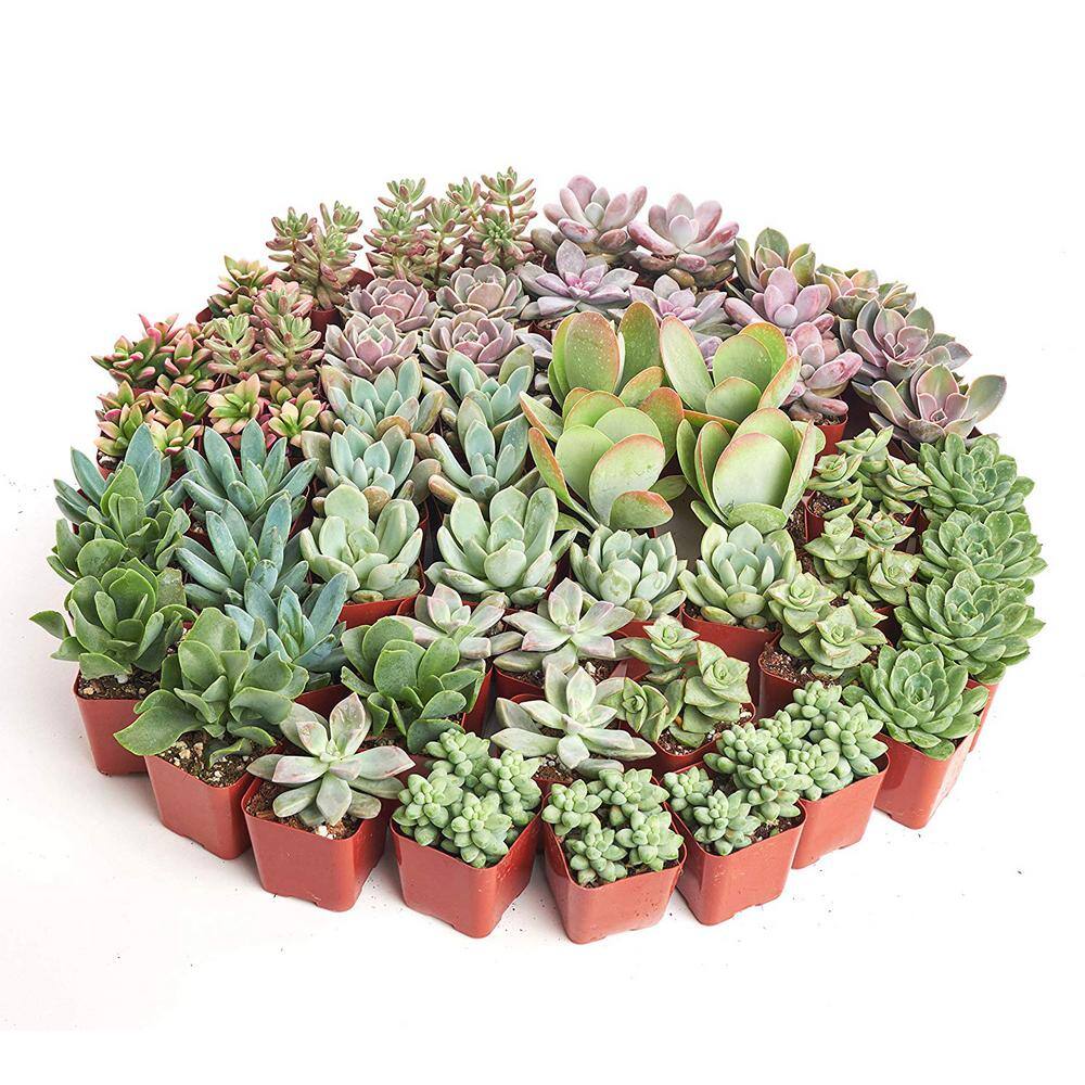 2 in. Premium Pastel Succulent (Collection of 40) - Hercitys