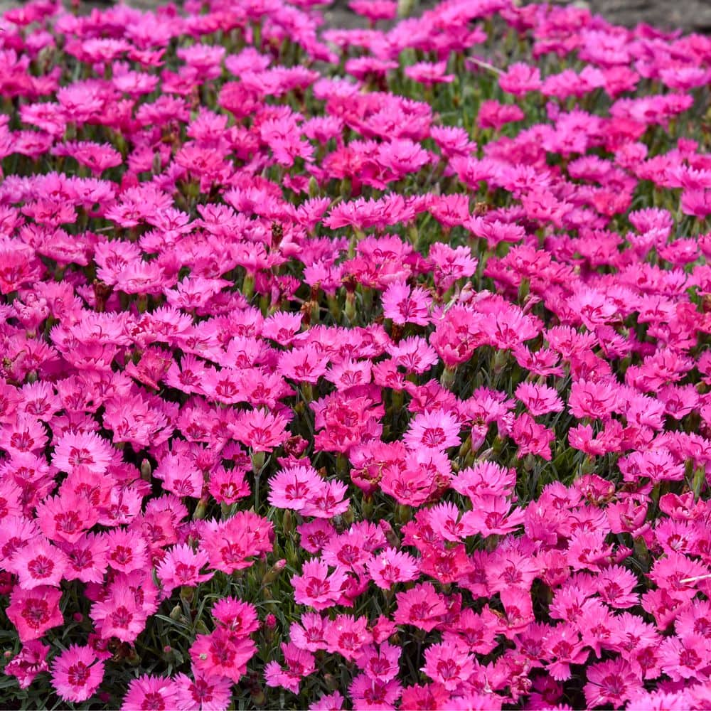 0.65 Gal. Paint the Town Fancy Pinks (Dianthus Hybrid) Live Perennial Plant with Pink Flowers - Hercitys