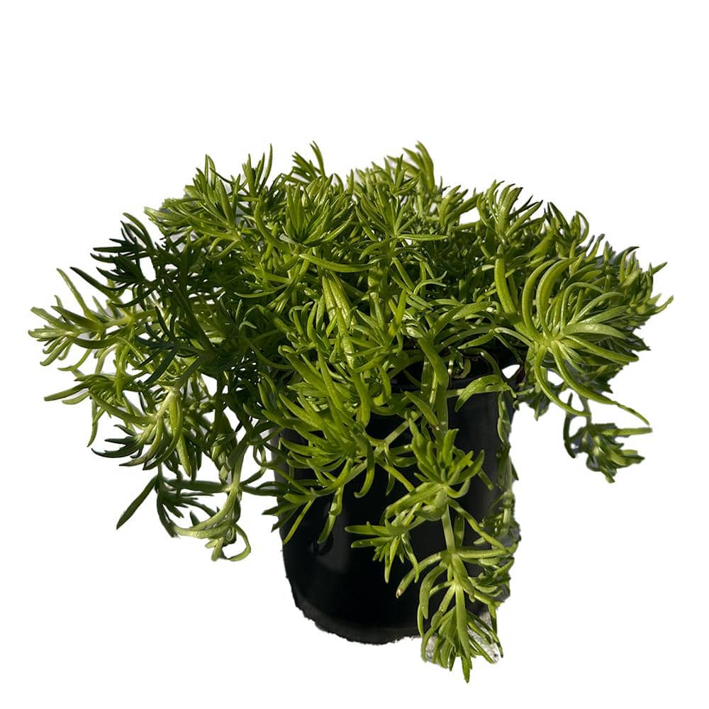 4 in. D x 3.5 in. H Non-Fragrant Sedum Lemon Bal No Blossom (5-Pack) - Hercitys