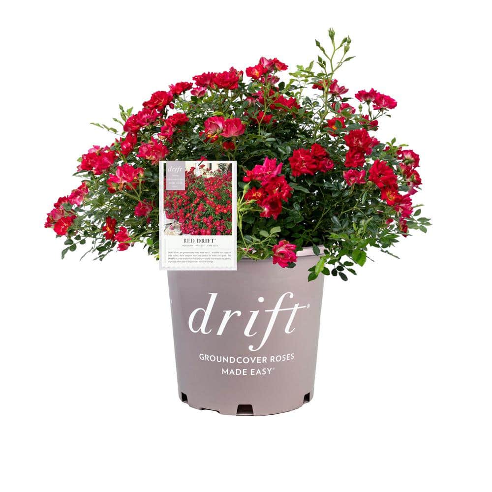 3 Gal. Red Drift Rose Bush with Red Flowers - Hercitys