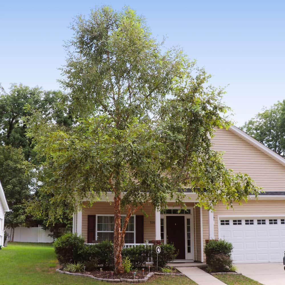 3 Gal. 5 ft. to 6 ft. Tall Heritage River Birch Shade Tree - Hercitys