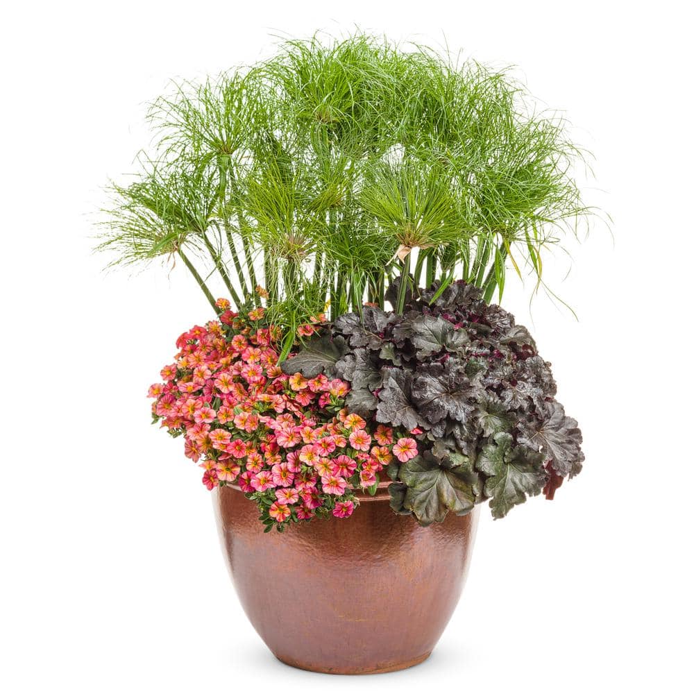 4.5 in. Qt. Graceful Grasses Prince Tut Dwarf Egyptian Papyrus (Cyperus) Live Plant, Bright Green Foliage - Hercitys