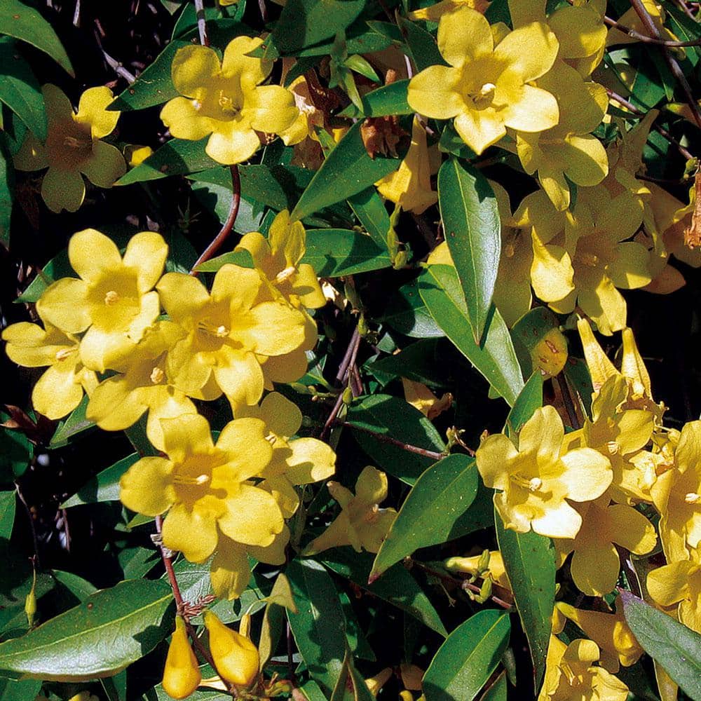 2.5 Qt. Carolina Jessamine Climbing Vine Plant with Yellow Fragrant Blooms - Hercitys
