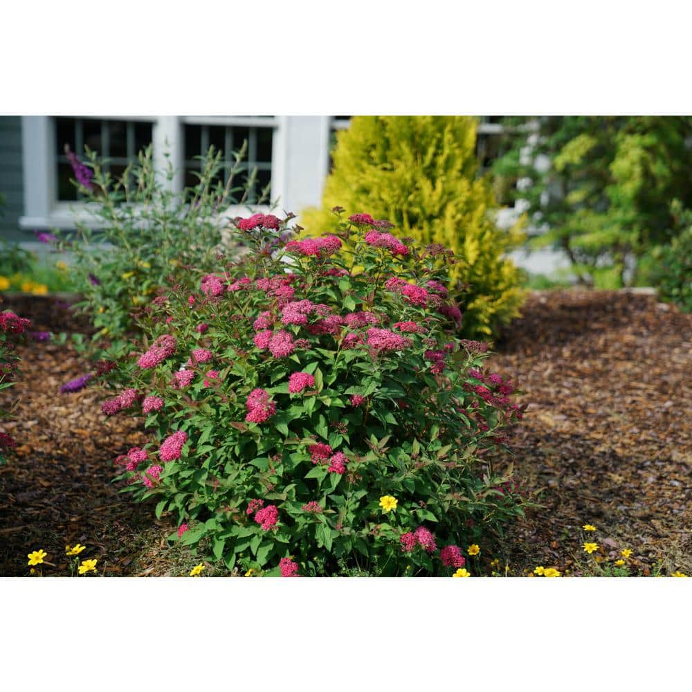 4.5 in. Quart Double Play Doozie (Spiraea) with Live Shrub with Red Flowers - Hercitys