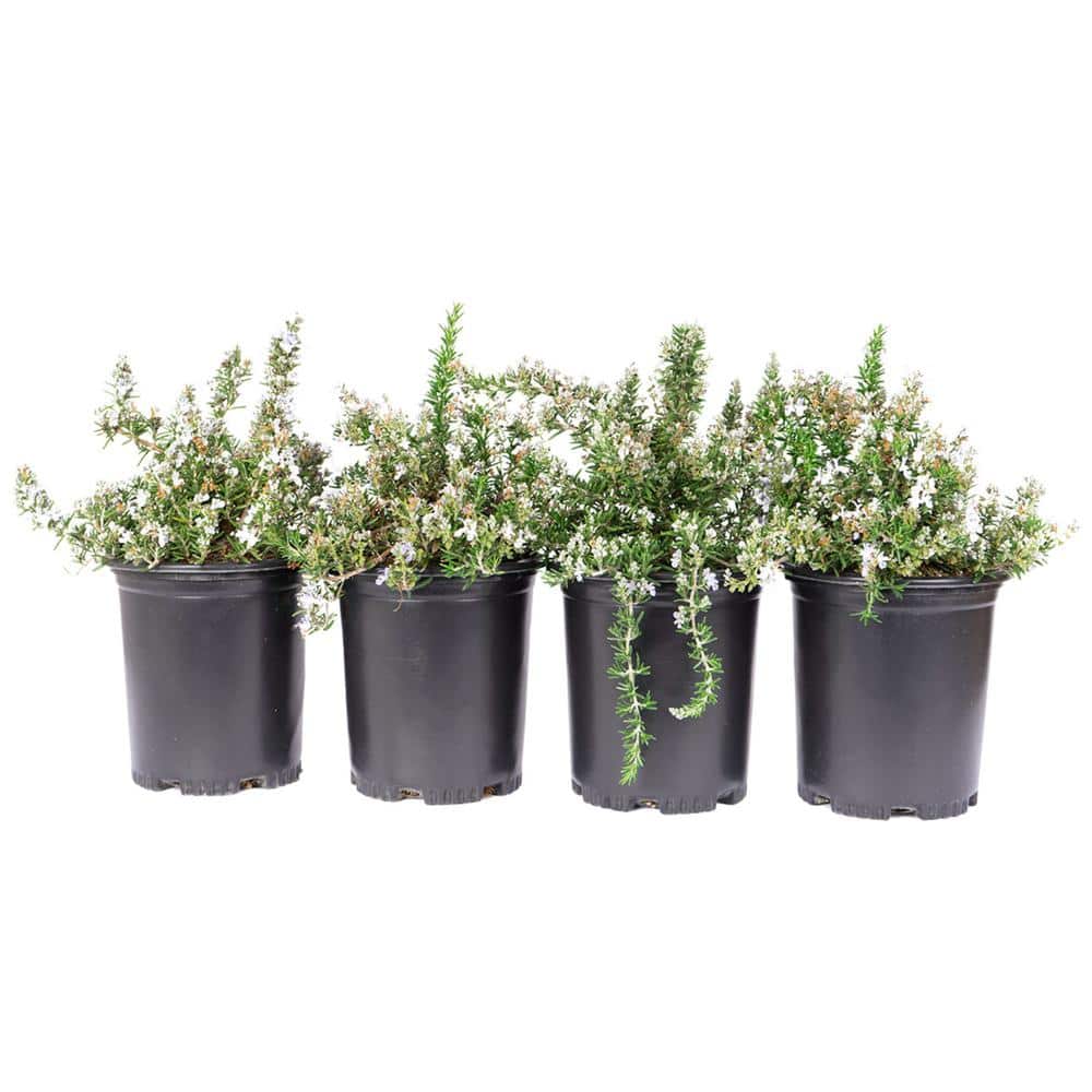 #1 Container Creeping Rosemary Plants (4-Pack) - Hercitys