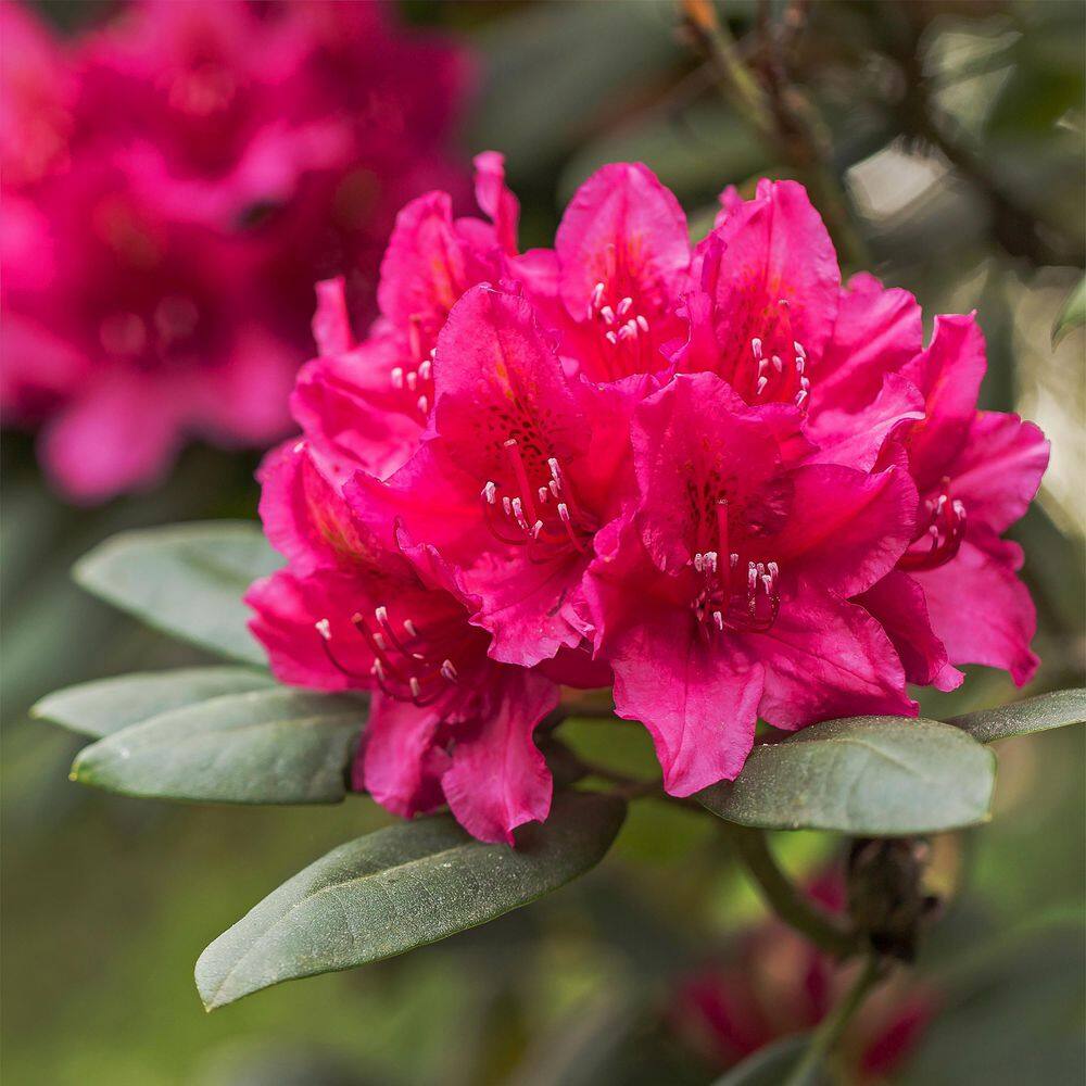 16 lbs. Evergreen, Azalea and Rhododendron Fertilizer 10-5-4 - Hercitys