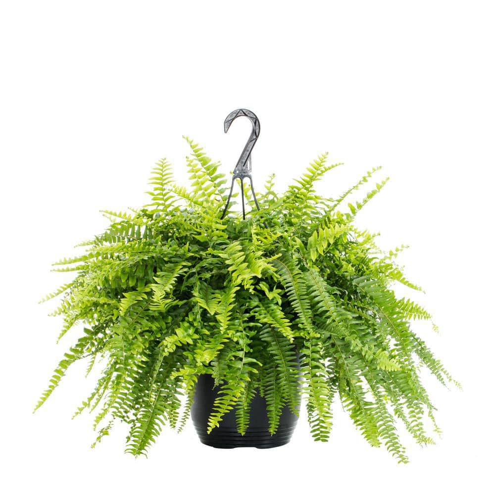 1.5 Gal. Boston Fern Green Hanging Basket Annual Plant (2-Pack) - Hercitys