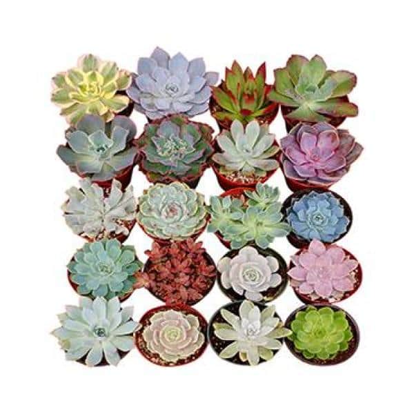 4 in. Rosette Succulent Collection Succulent (Collection of 4) - Hercitys