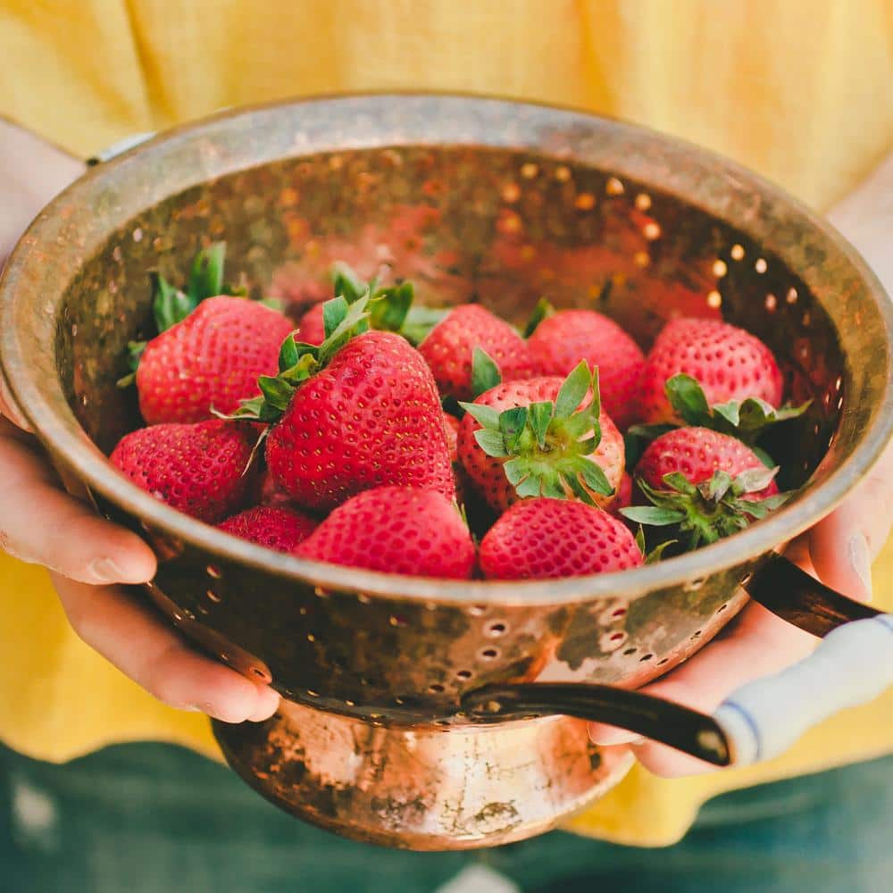 19 oz. Strawberry, Live Plant (2-Pack) - Hercitys