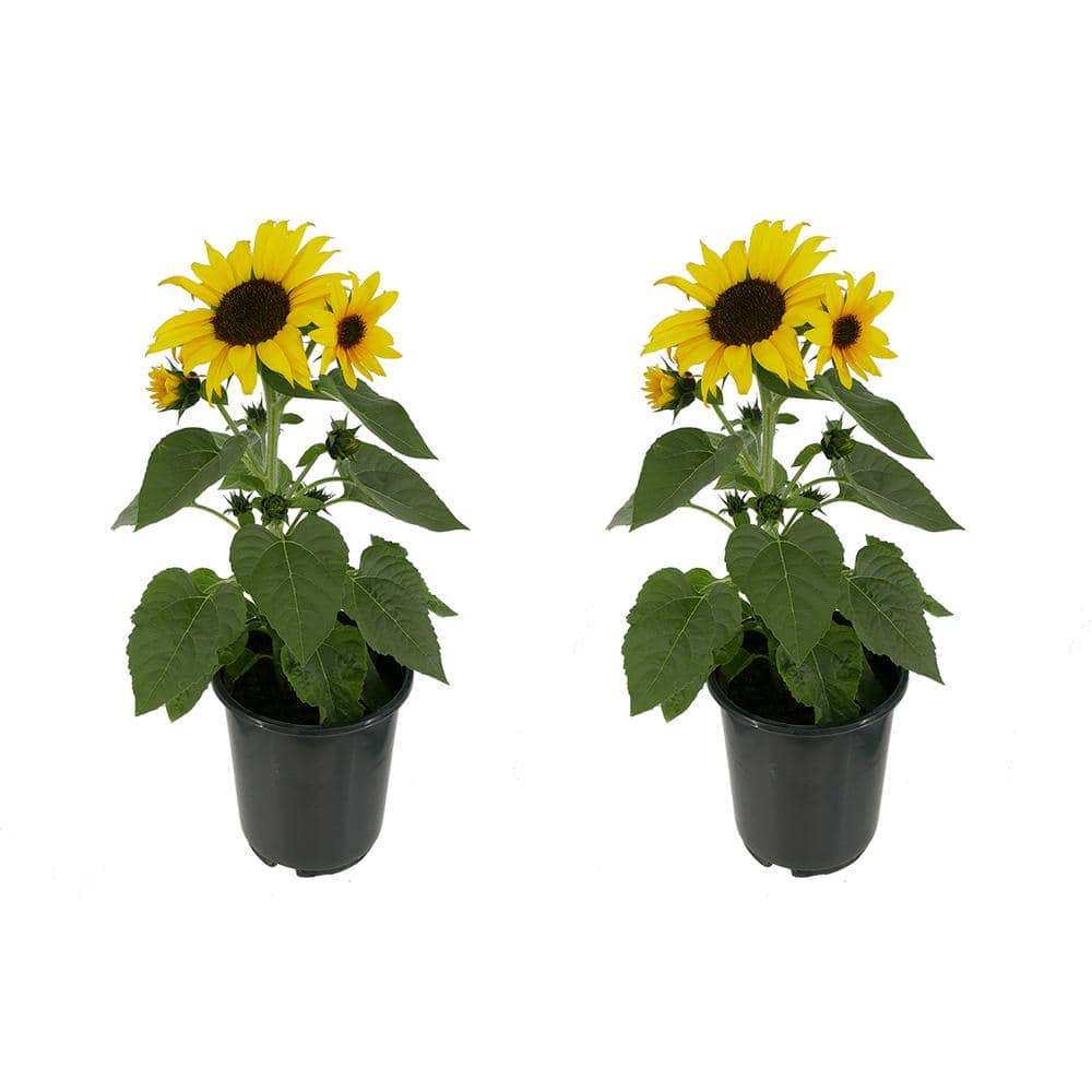 2.5 qt. Sunflower SunBuzz Annual Plant with Yellow Flowers – (2-Pack) - Hercitys