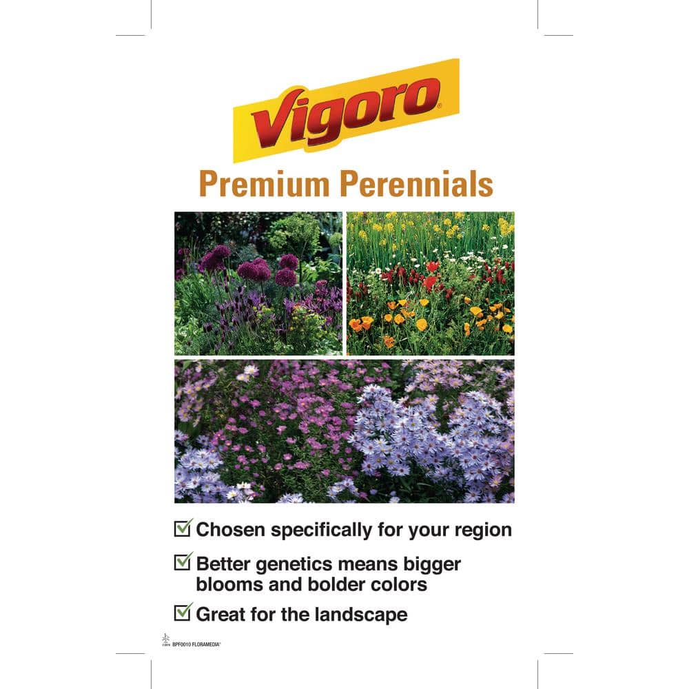 3 Gal. Serendipity Allium Live Perennial Plant (1-Pack) - Hercitys