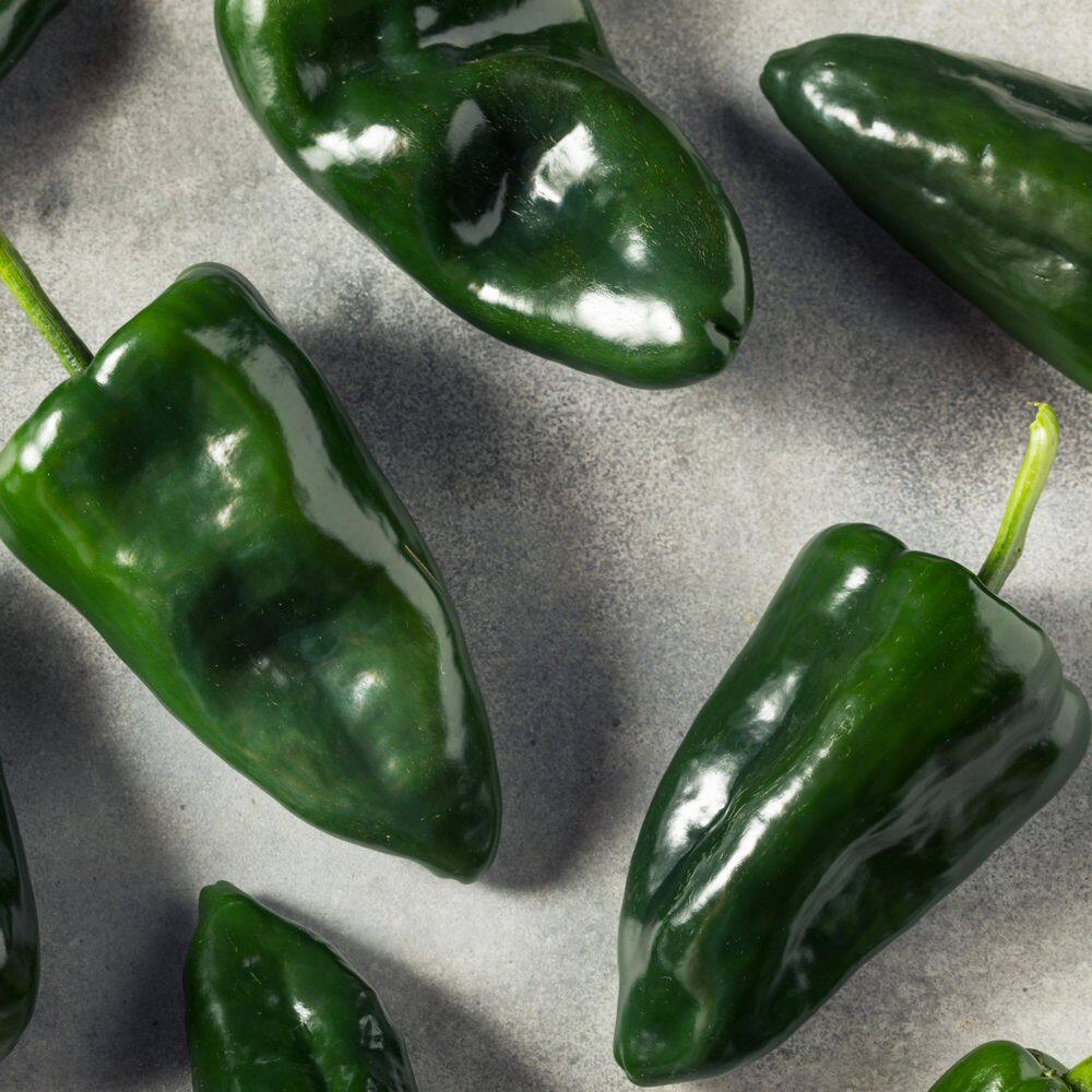 2.5 in. Chile Pepper Poblano Plant 3-Piece - Hercitys