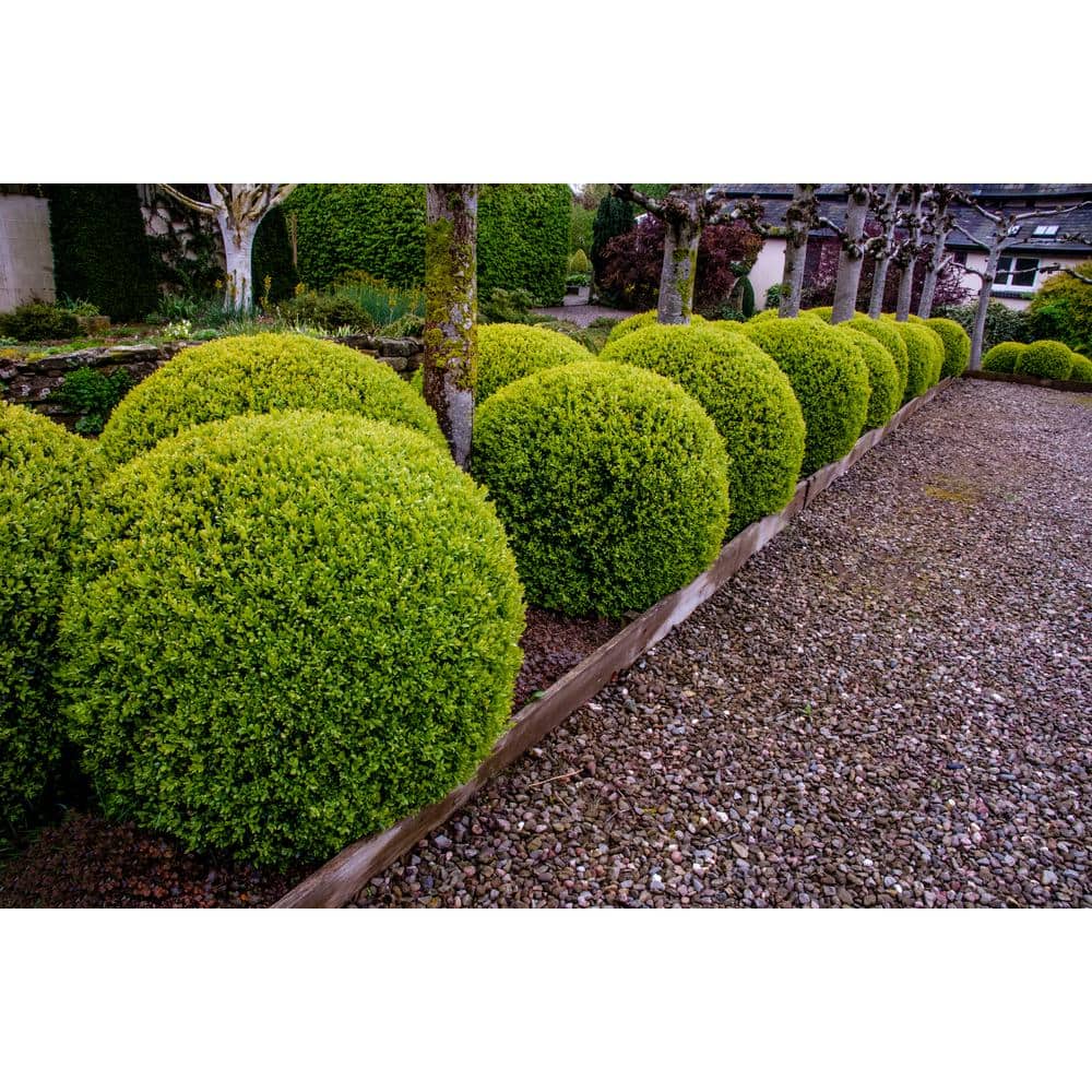 1 Gal. American Boxwood Shrub (2-Pack) - Hercitys