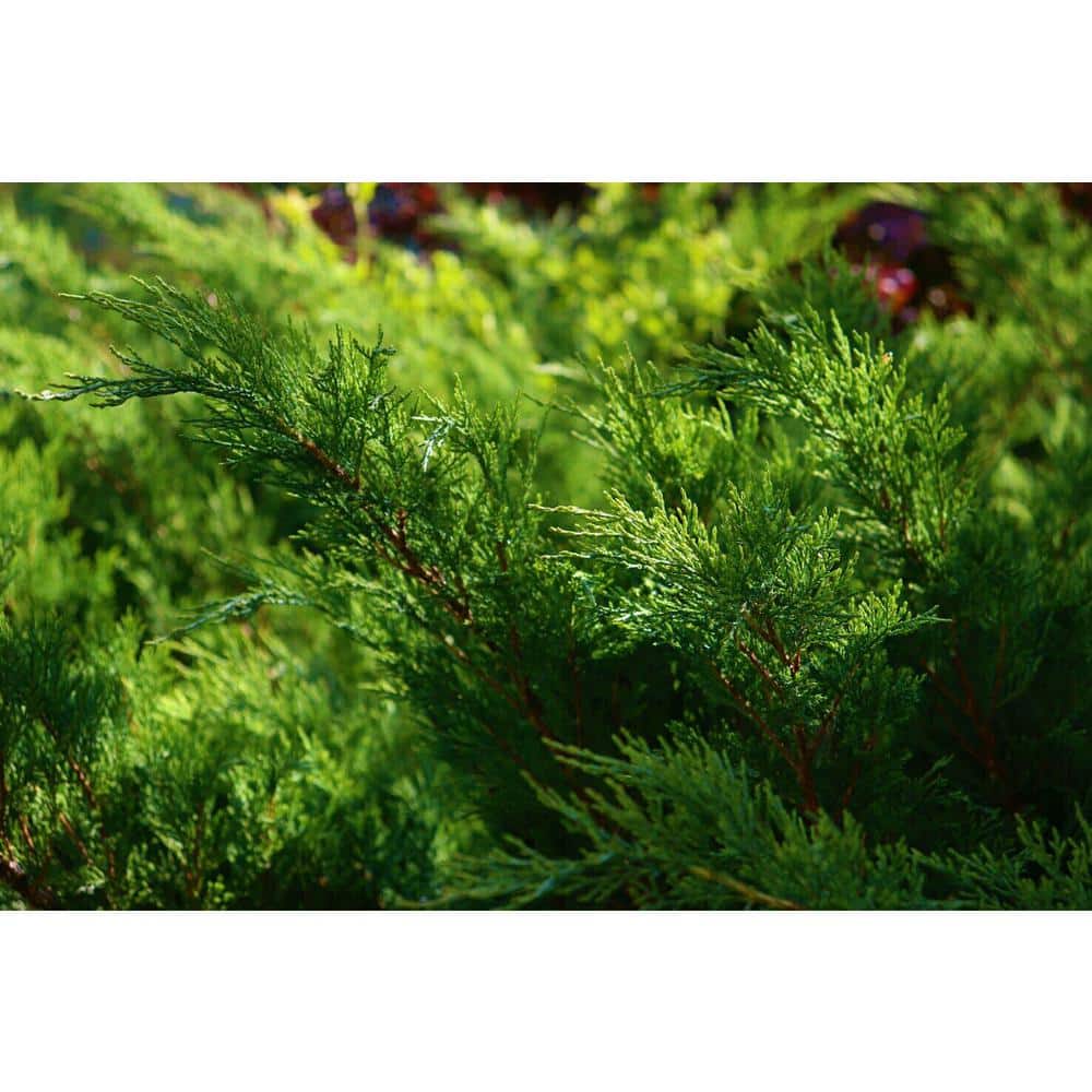 1 Gal. Broadmoor Juniper Shrub Excellent Evergreen Ground Cover with Graceful Spreading Foliage Drought Tolerant - Hercitys