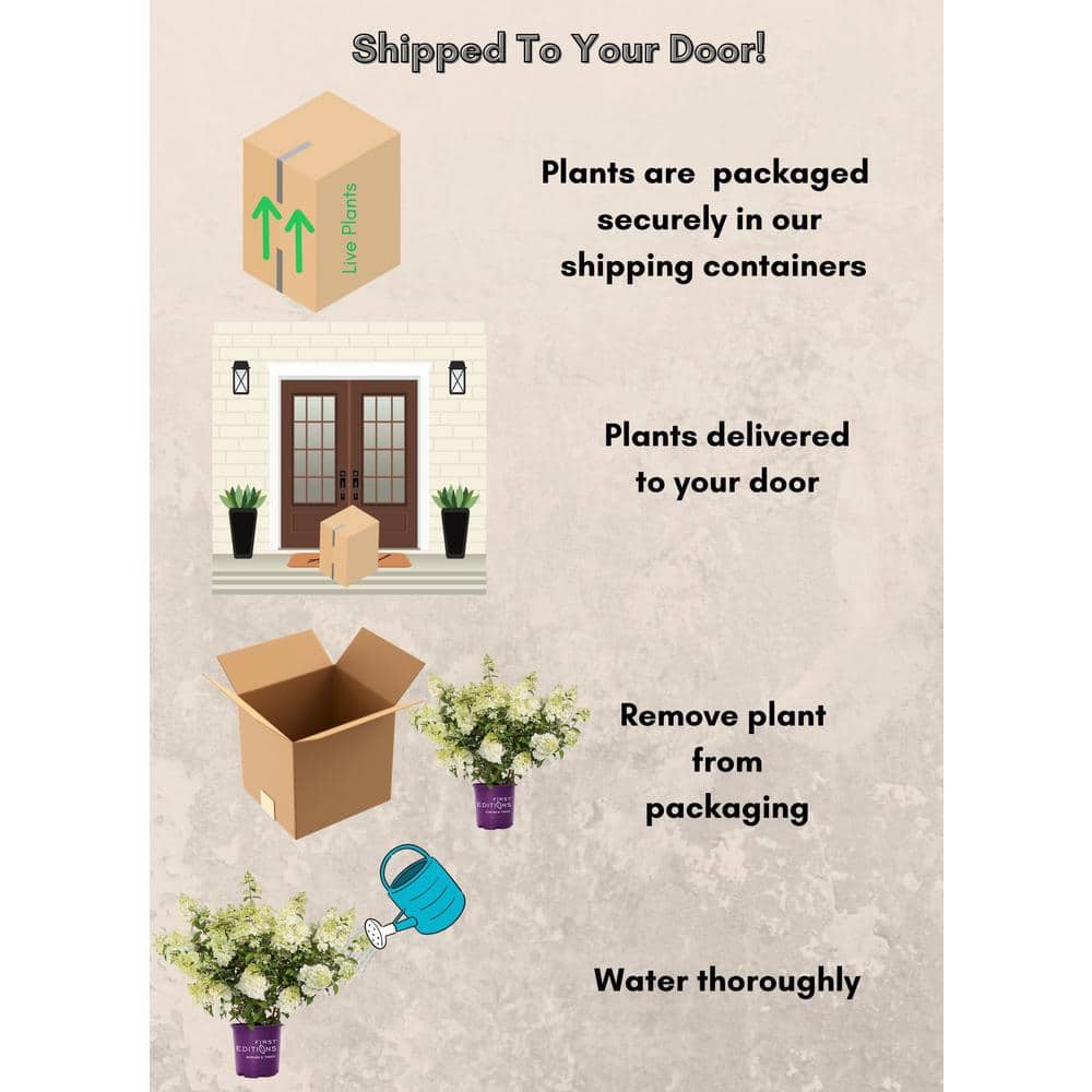 2 Gal. Strawberry Sundae Panicle Hydrangea Flowering Shrub with White to Pink Flowers - Hercitys