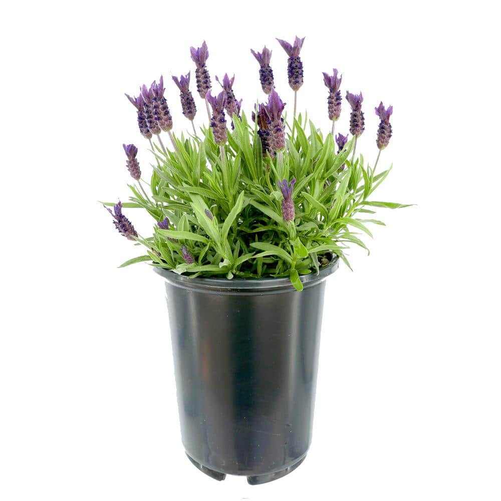 2.5 Qt. Spanish Purple Perennial Lavender Stoechas - Hercitys