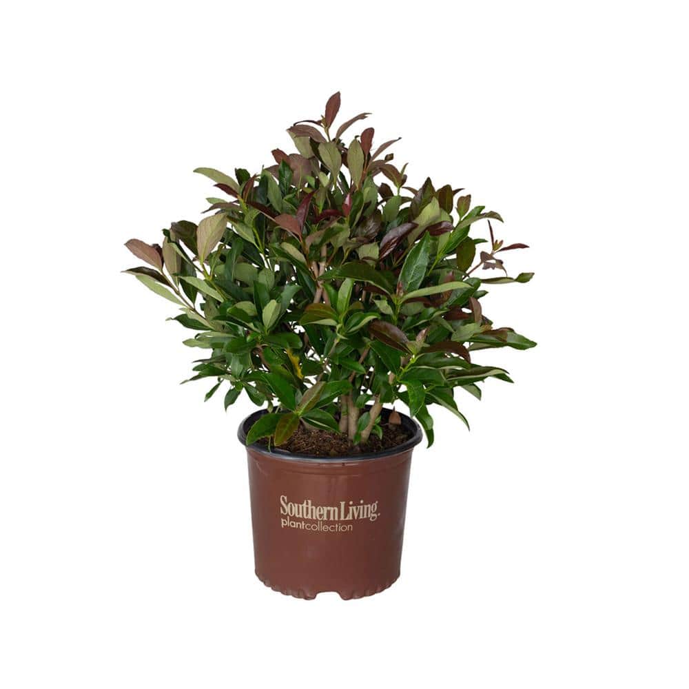 3 Gal. Coppertop Sweet Viburnum Shrub with Olive Green to Dark Red Evergreen Foliage - Hercitys