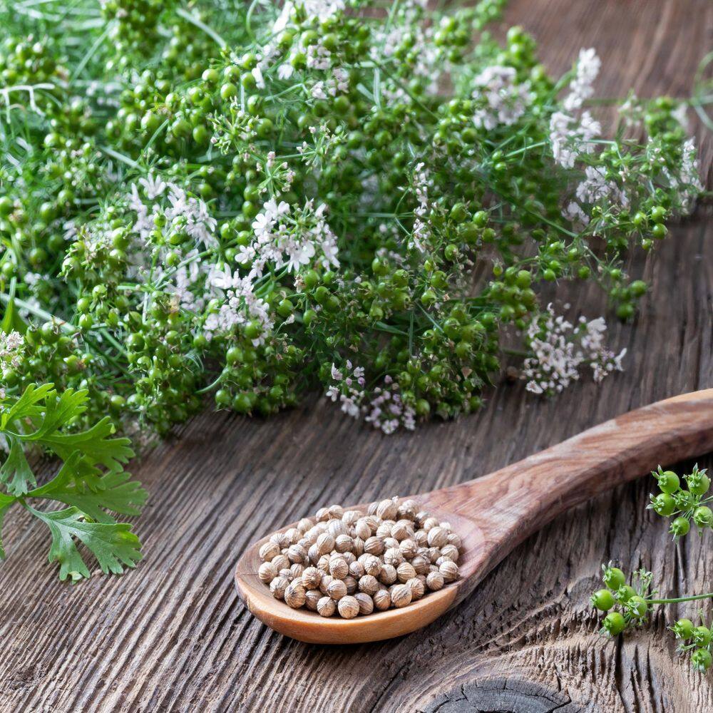 3.3 in. Cilantro Culinary Kitchen Herb Seed Grow Kit - Hercitys