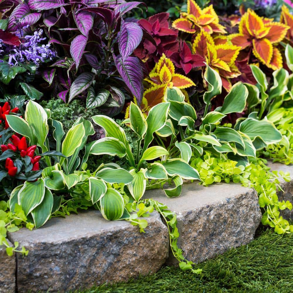 1 Pt. Lysimachia Creeping Jenny Yellow Perennial Plant (6-Pack) - Hercitys