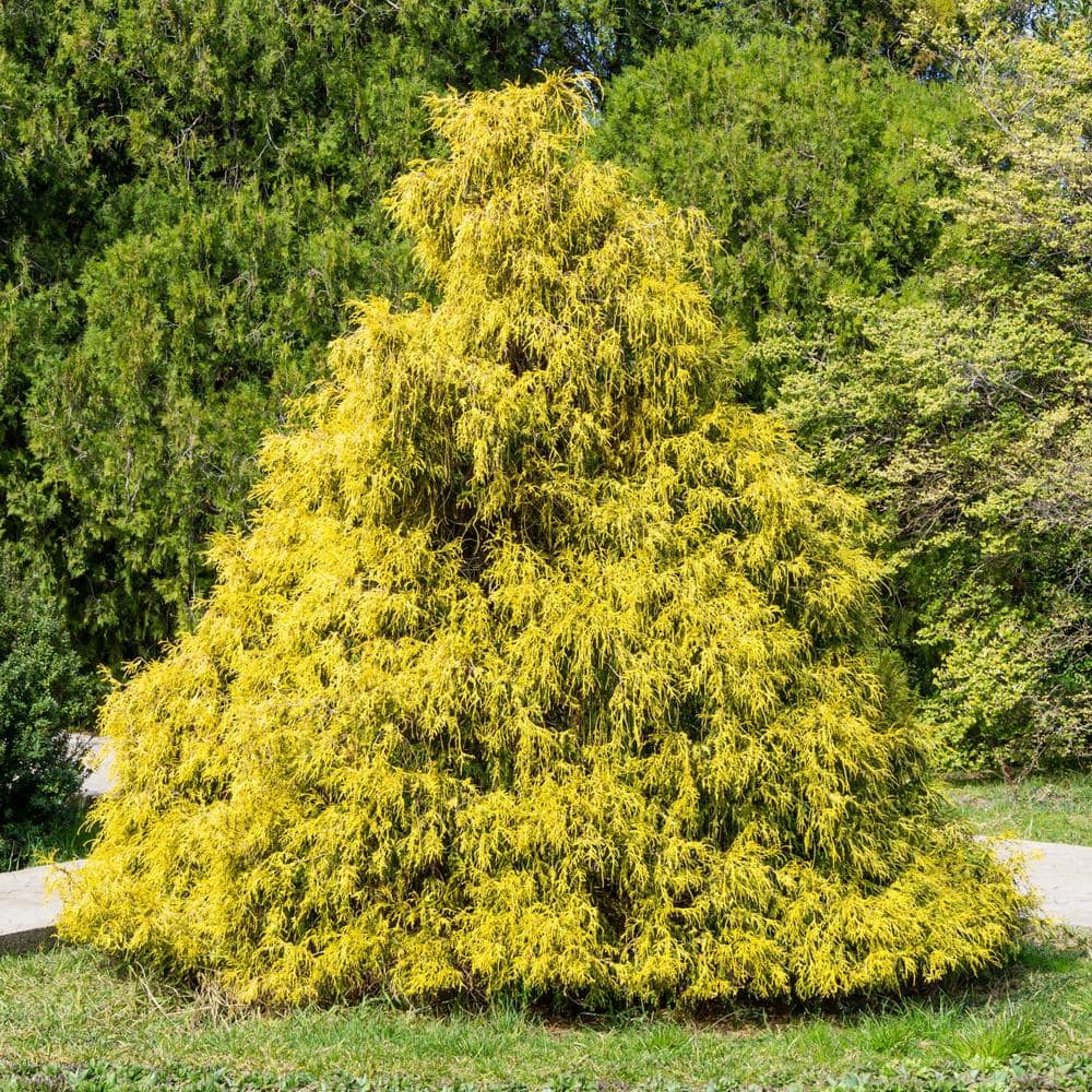 3 gal. Gold Mop Cypress Shrub - Hercitys