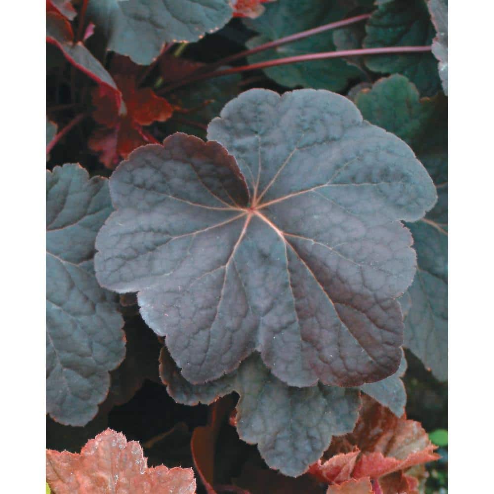 1 Gal. Pot, Plum Pudding Coral Bells Potted Flowering Perennial Plant (1-Pack) - Hercitys