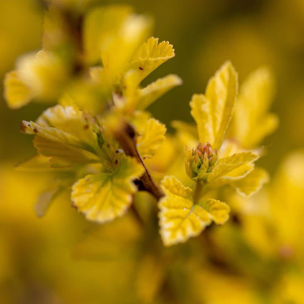 2 Gal. Lucky Devil Ninebark Shrub with Bright Yellow Foliage - Hercitys