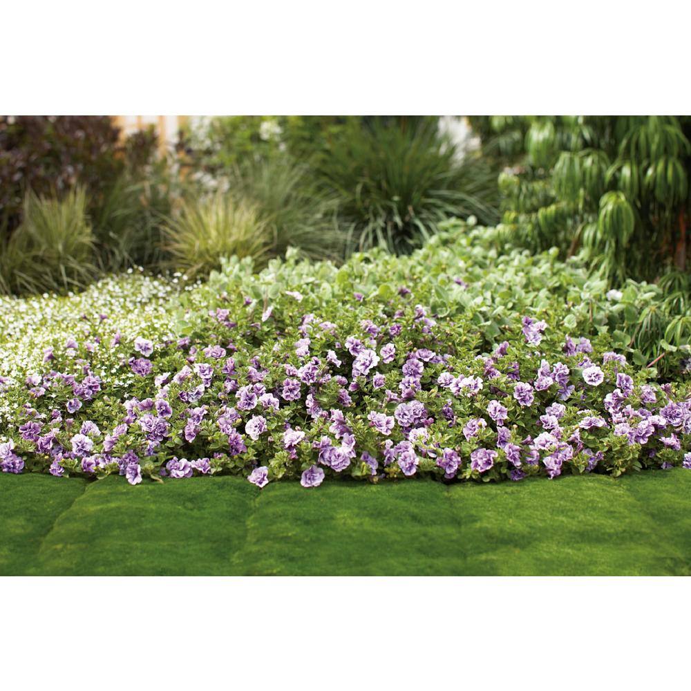 4.25 in. Eco+Grande, Supertunia Priscilla (Petunia) Live Plant, Purple Flowers (4-Pack) - Hercitys