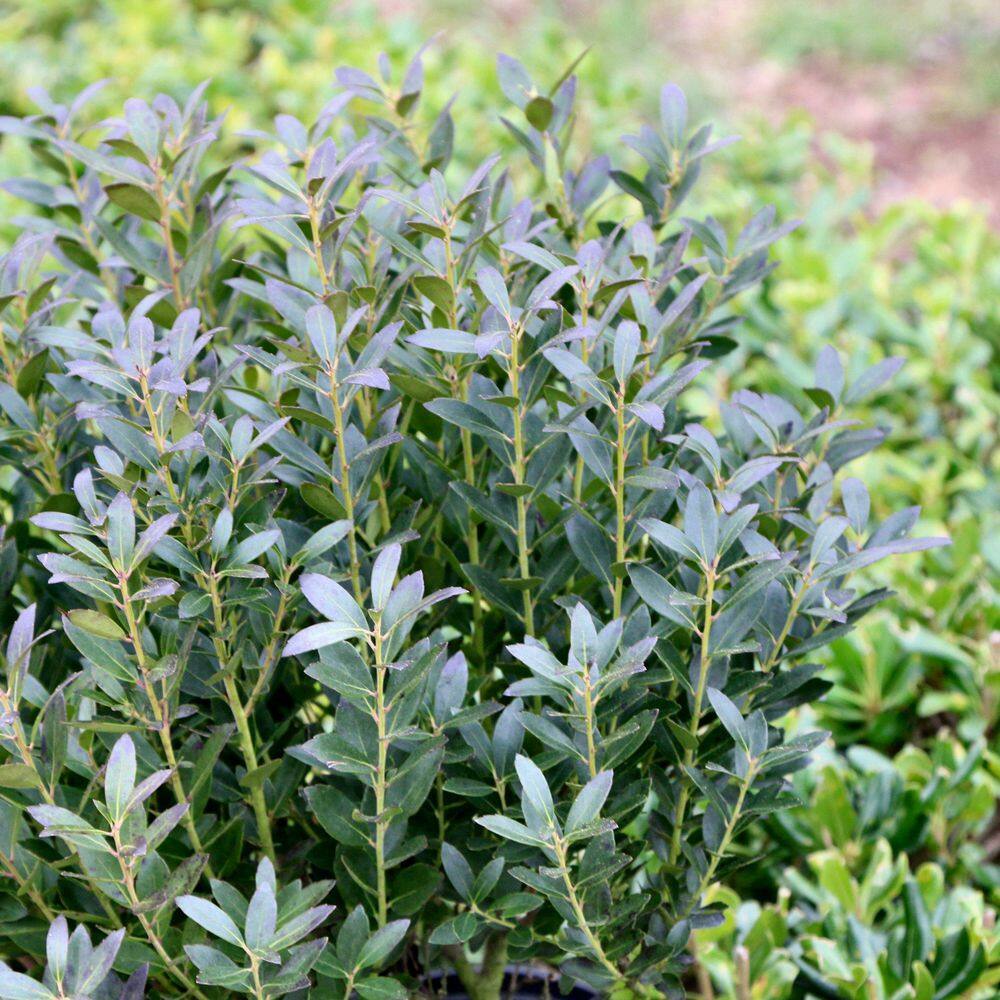 3 gal. Ilex Glabra Densa Shrub with White Flowers - Hercitys