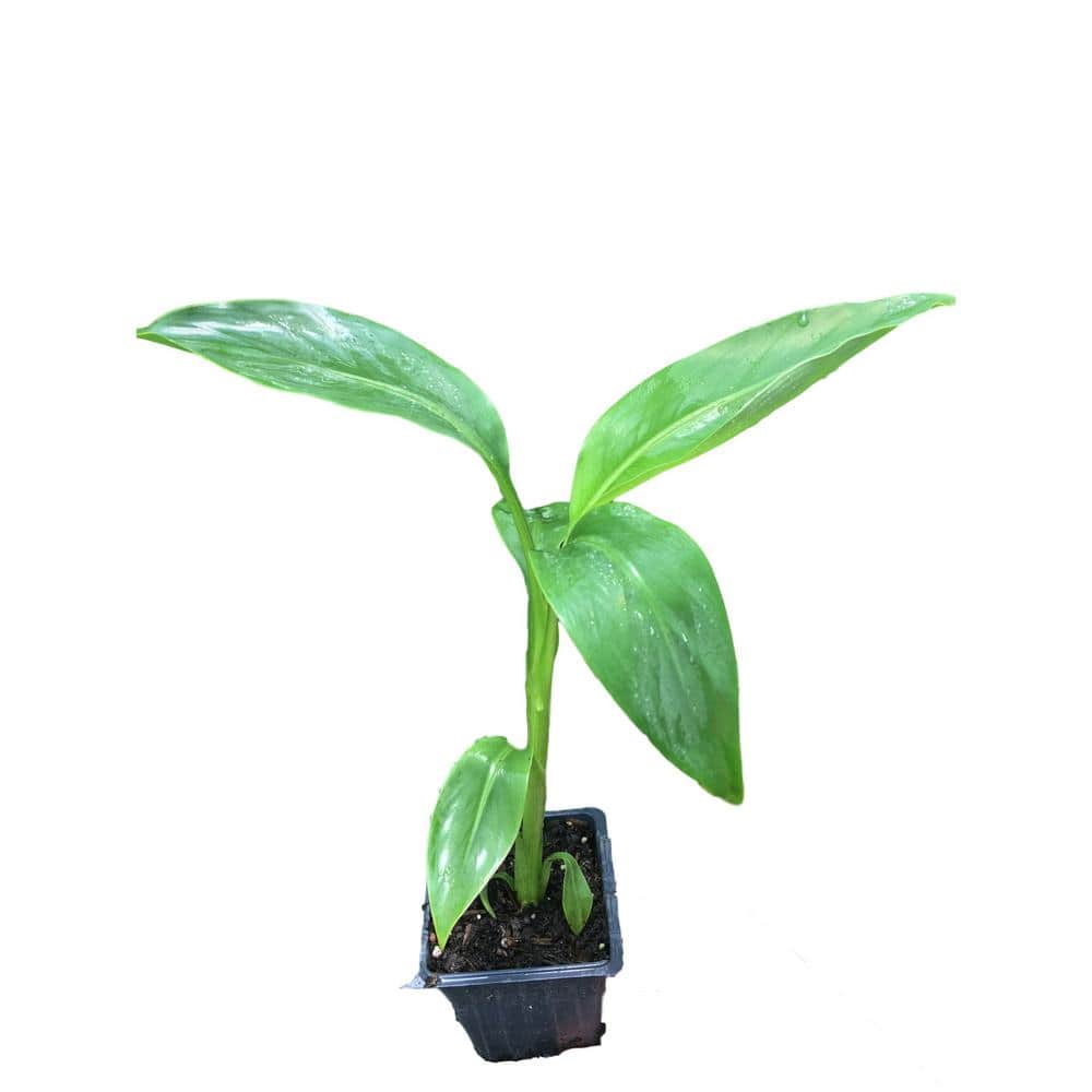 4 in. Container Musa Banana Plant - Hercitys