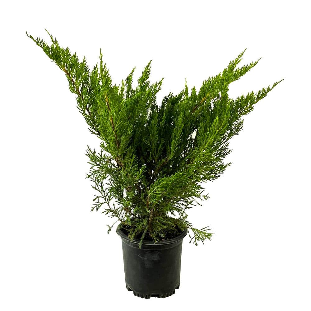 2.5 Qt. Sea Green Juniper Live Shrub with Bright Green Foliage - Hercitys