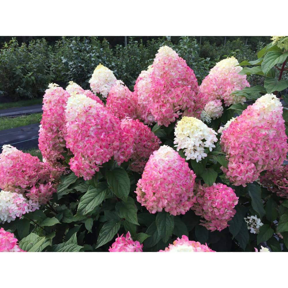 4.5 in. Qt. Quick Fire ‘Fab’ Hydrangea, Live Plant, White and Pink Flowers - Hercitys
