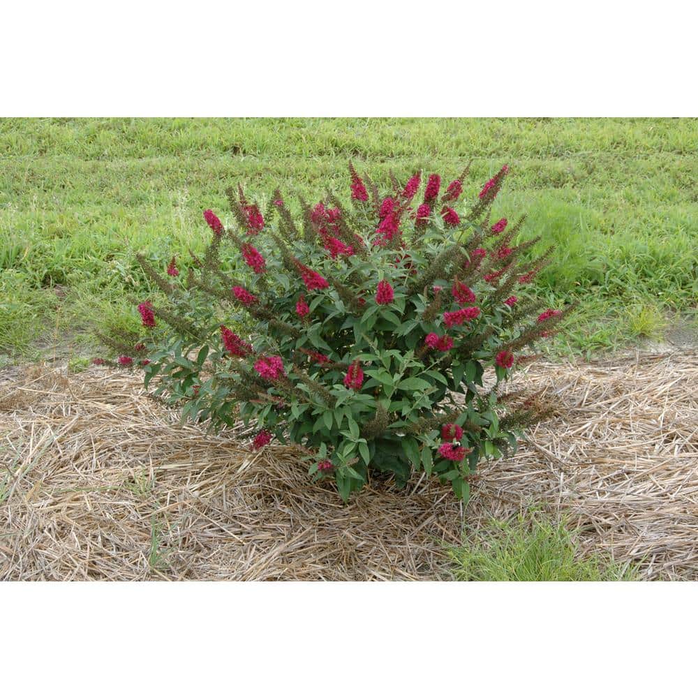 1 Gal. Miss Molly Butterfly Bush (Buddleia) Live Shrub in Deep Pink Flowers - Hercitys