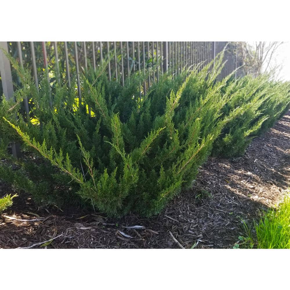 1 Gal. Sea Green Juniper Shrub Fountain Shaped Foliage that Changes to a Darker Green in Winter - Hercitys