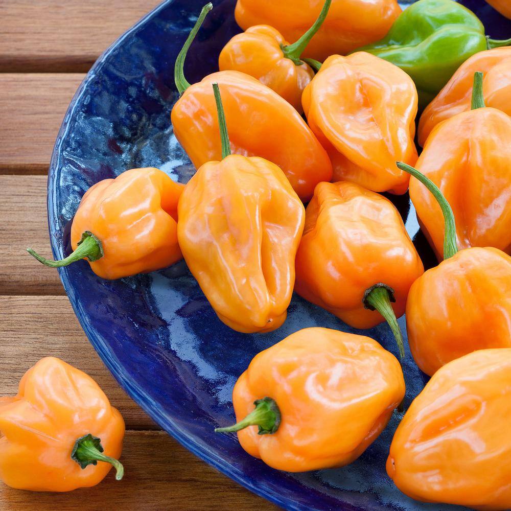 19 oz. Habanero Hot Pepper Plant (2-Pack) - Hercitys