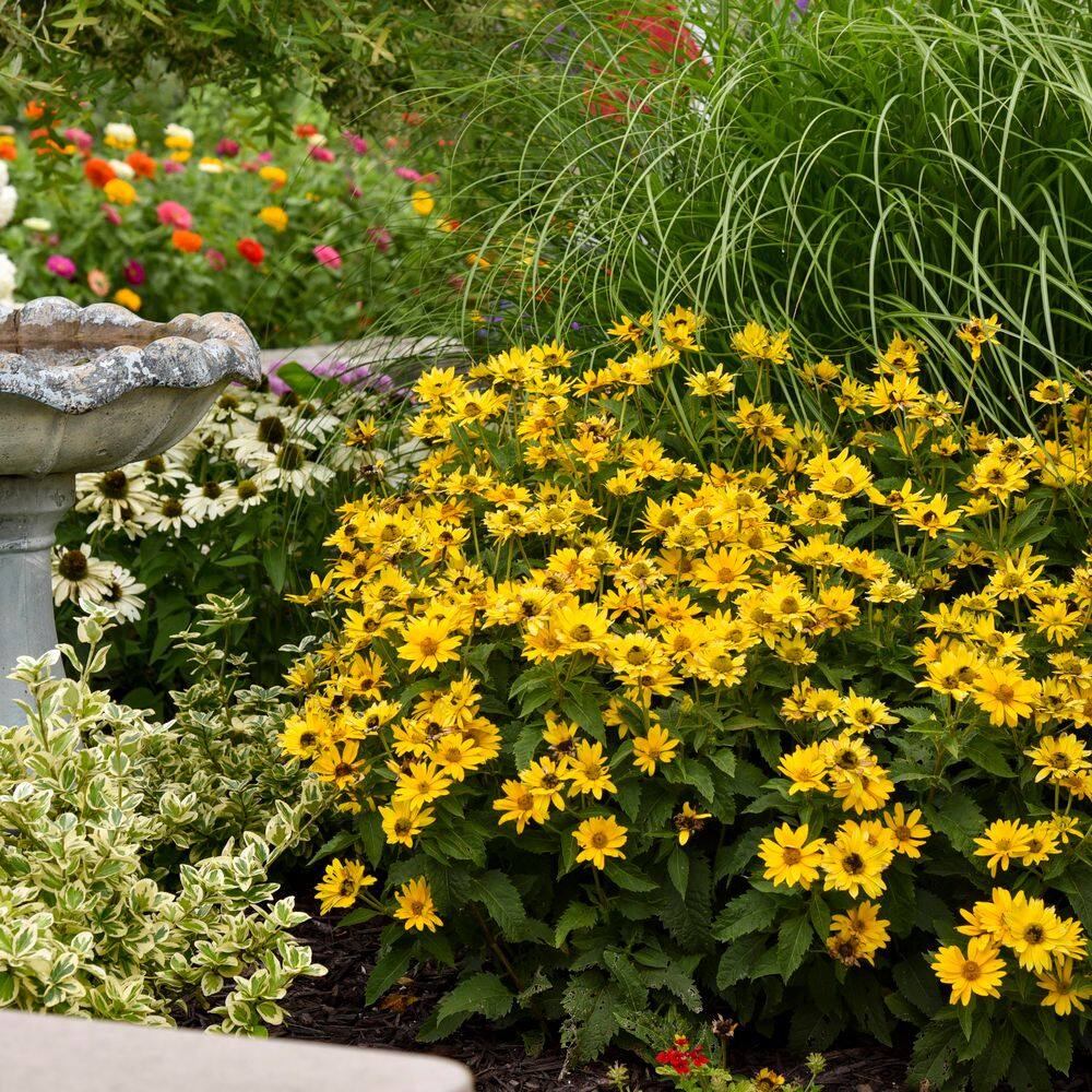 0.65 Gal. Tuscan Gold False Sunflower (Heliopsis helianthoides) Live Perennial Plant with Yellow Flowers - Hercitys