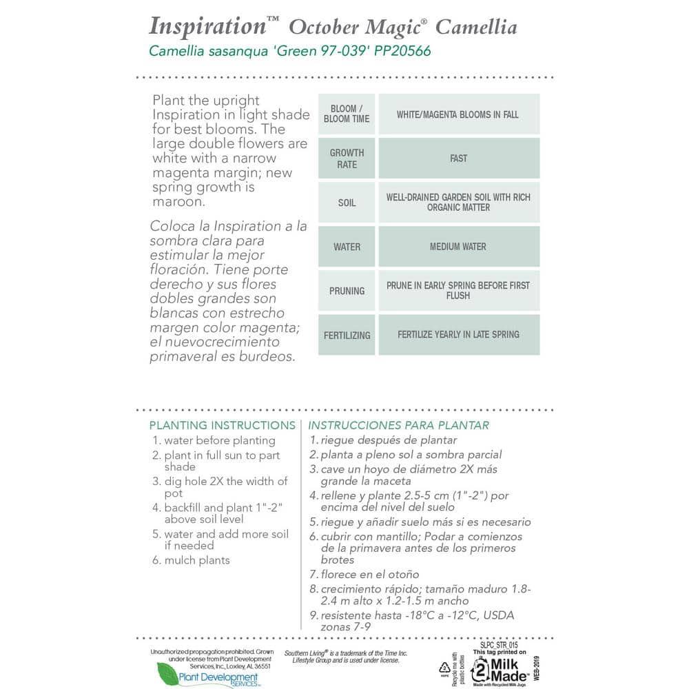 2.5 Qt. October Magic Inspiration Camellia (Sasanqua) – Live Evergreen Shrub with White Blooms with Magenta Edges - Hercitys