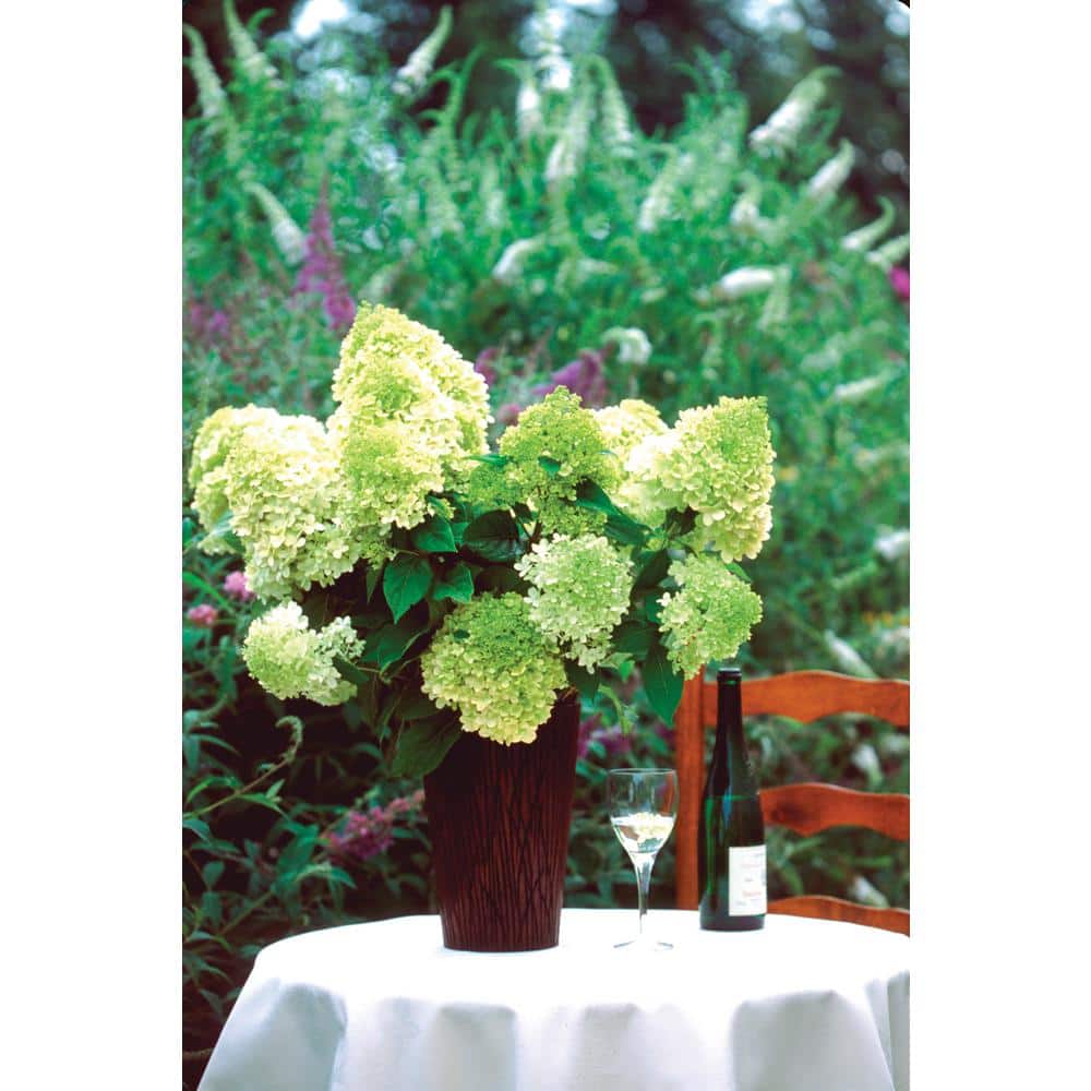 4.5 in. qt. Limelight Hardy Hydrangea (Paniculata) Live Shrub, Green to Pink Flowers - Hercitys
