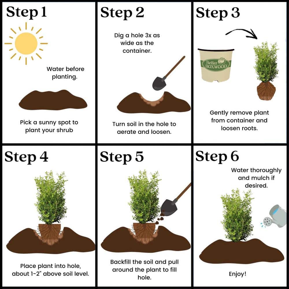 3 Gal. Skylight Boxwood Shrub - Hercitys