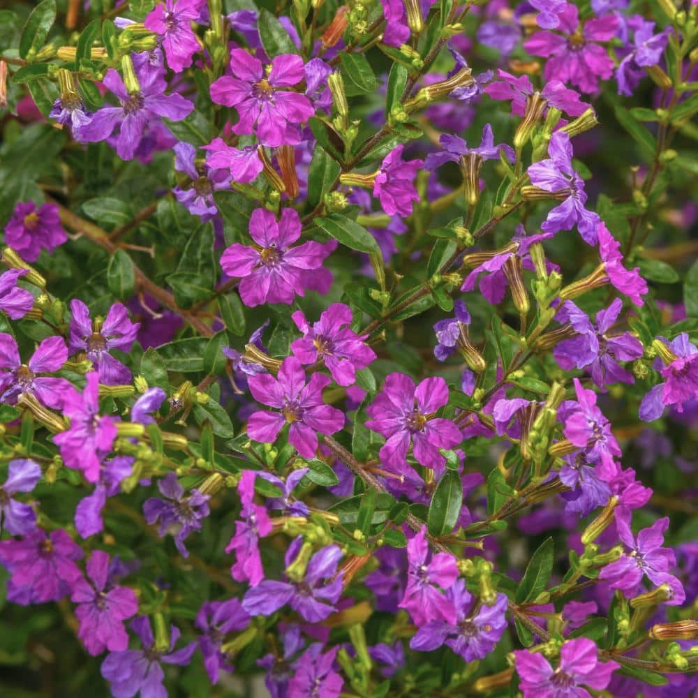 2.5 in. Cuphea Enchantia Purple Perennial Plant with Purple Flowers (3-Pack) - Hercitys