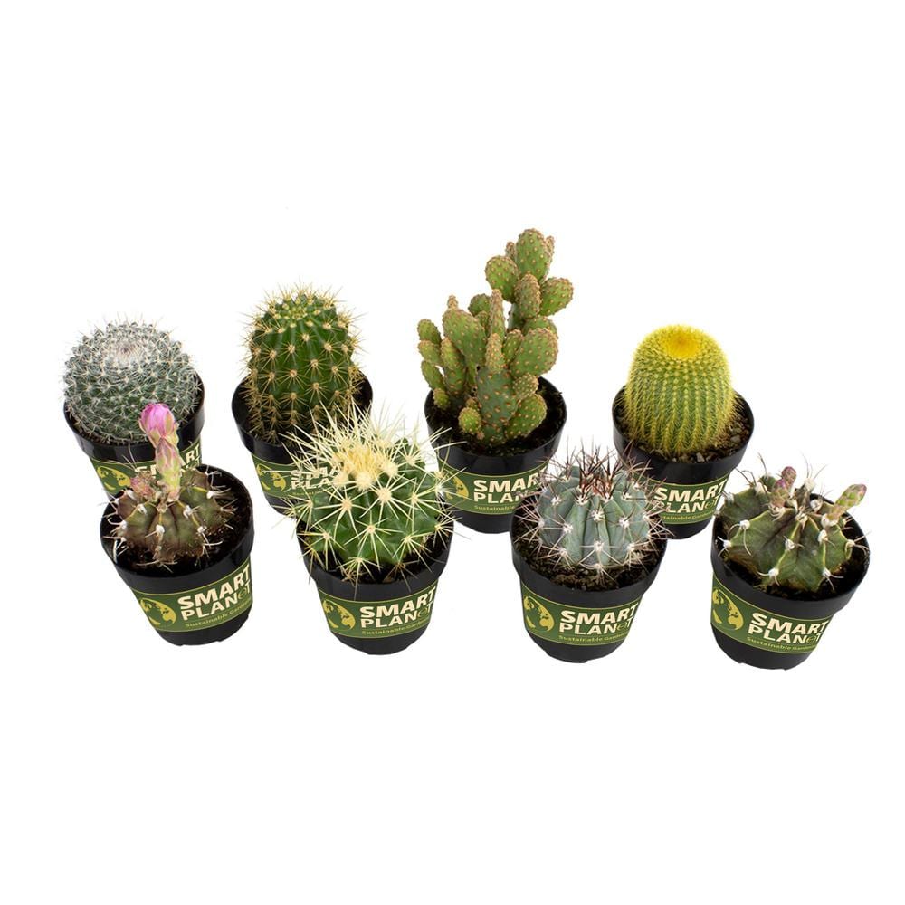 2.5 in. Cactus Collection Plant (8-Pack) - Hercitys