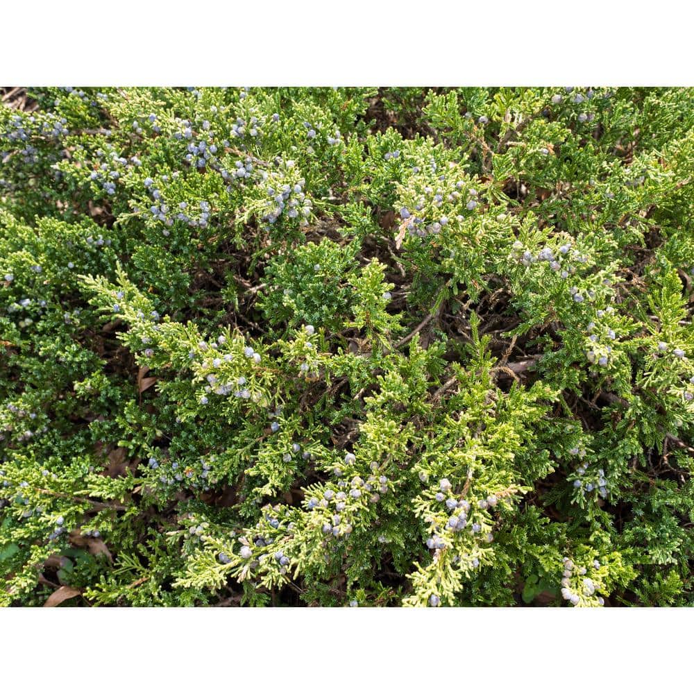 1 Gal. Sea Green Juniper Shrub Fountain Shaped Foliage that Changes to a Darker Green in Winter - Hercitys