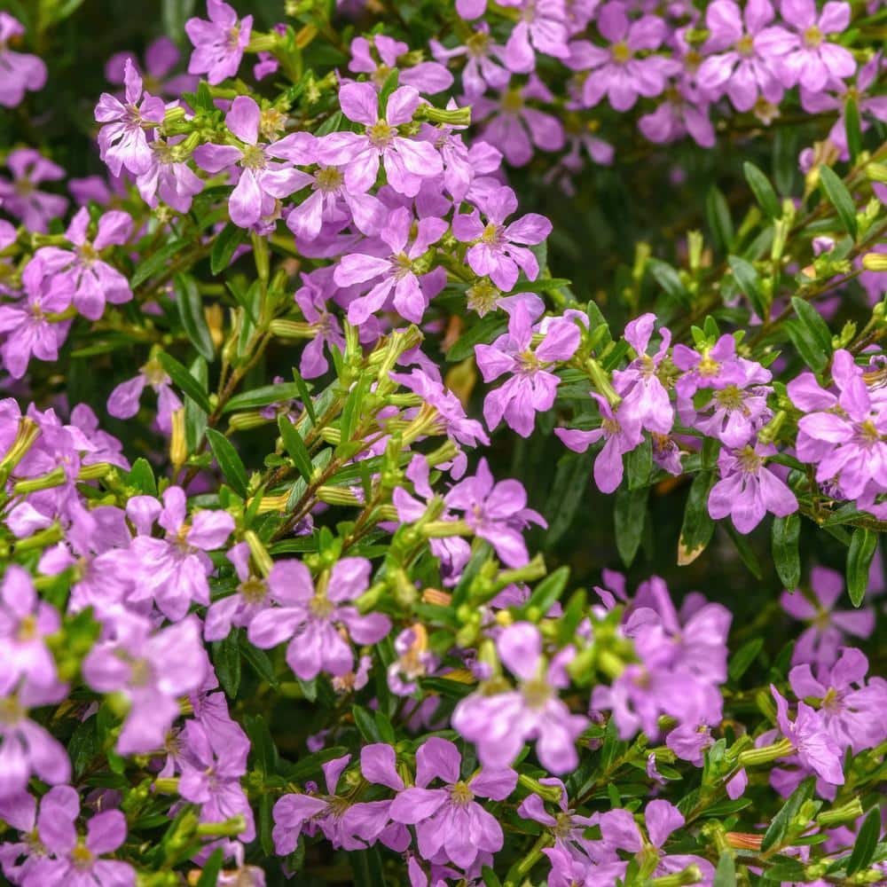 2.5 in. Cuphea Enchantia Lavender Perennial Plant with Purple Flowers (3-Pack) - Hercitys