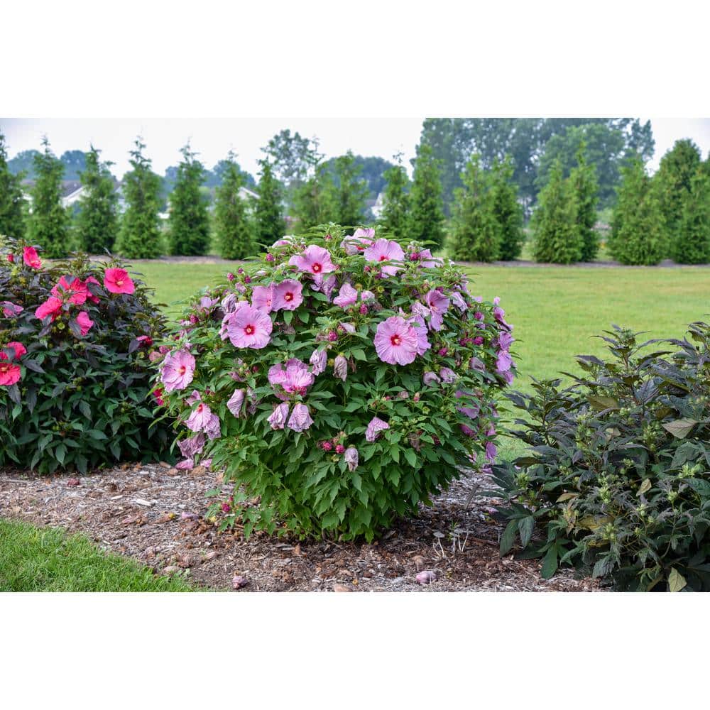 2 Gal. Summerific ‘Lilac Crush’ Rose Mallow (Hibiscus Hybrid), Live Perennial Plant, with Purple Flowers - Hercitys