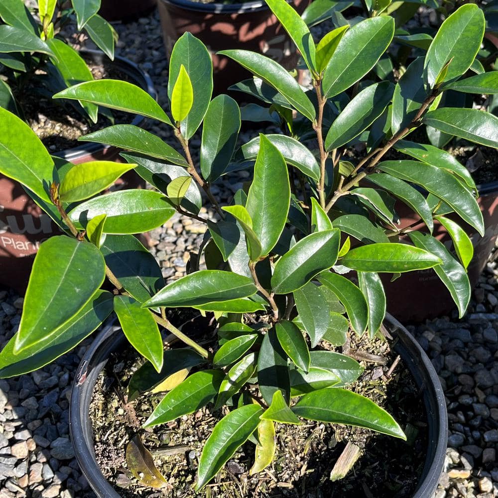3 Gal. Stellar Ruby Magnolia Shrub Plant - Hercitys