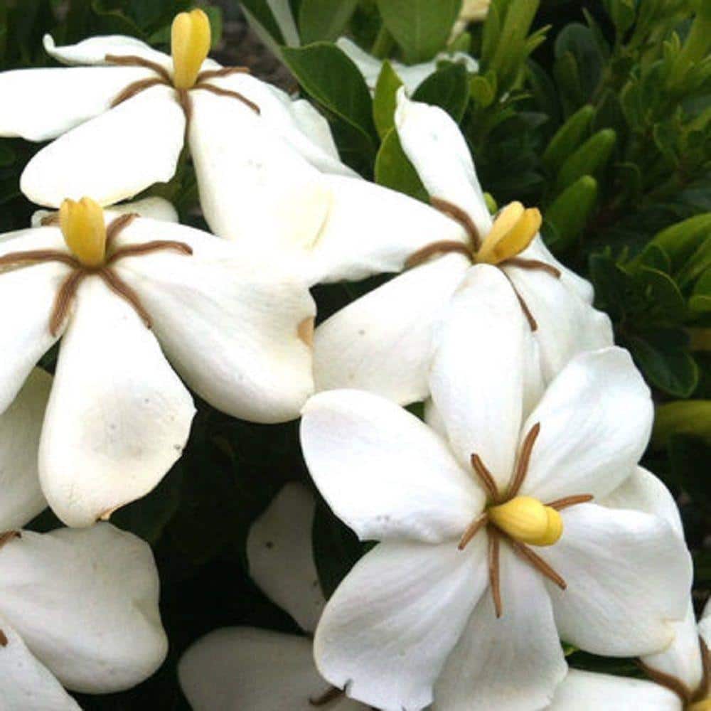 2.5 Qt. Kleim’s Hardy Daisy Gardenia, Live Evergreen Shrub, White Fragrant Blooms - Hercitys