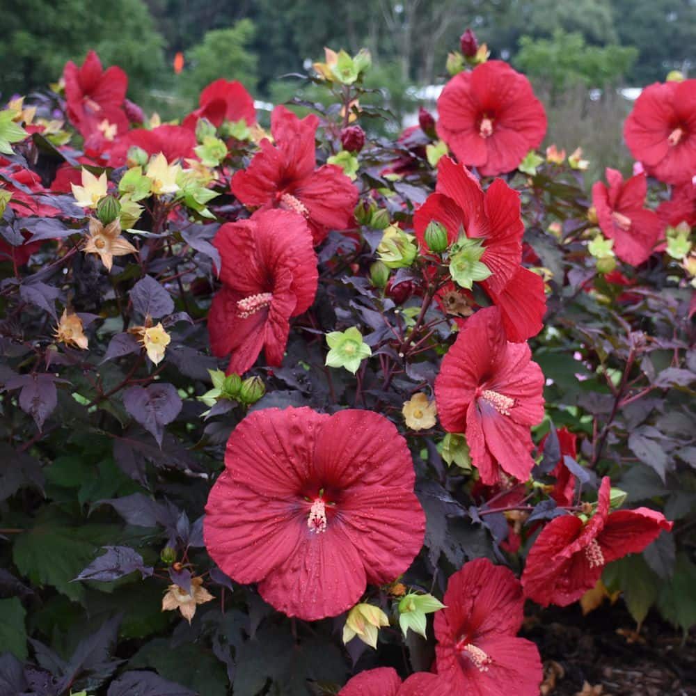 2 Gal. Summerific Holy Grail Rose Mallow (Hibiscus Hybrid) Live Perennial Plant with Red Flowers - Hercitys