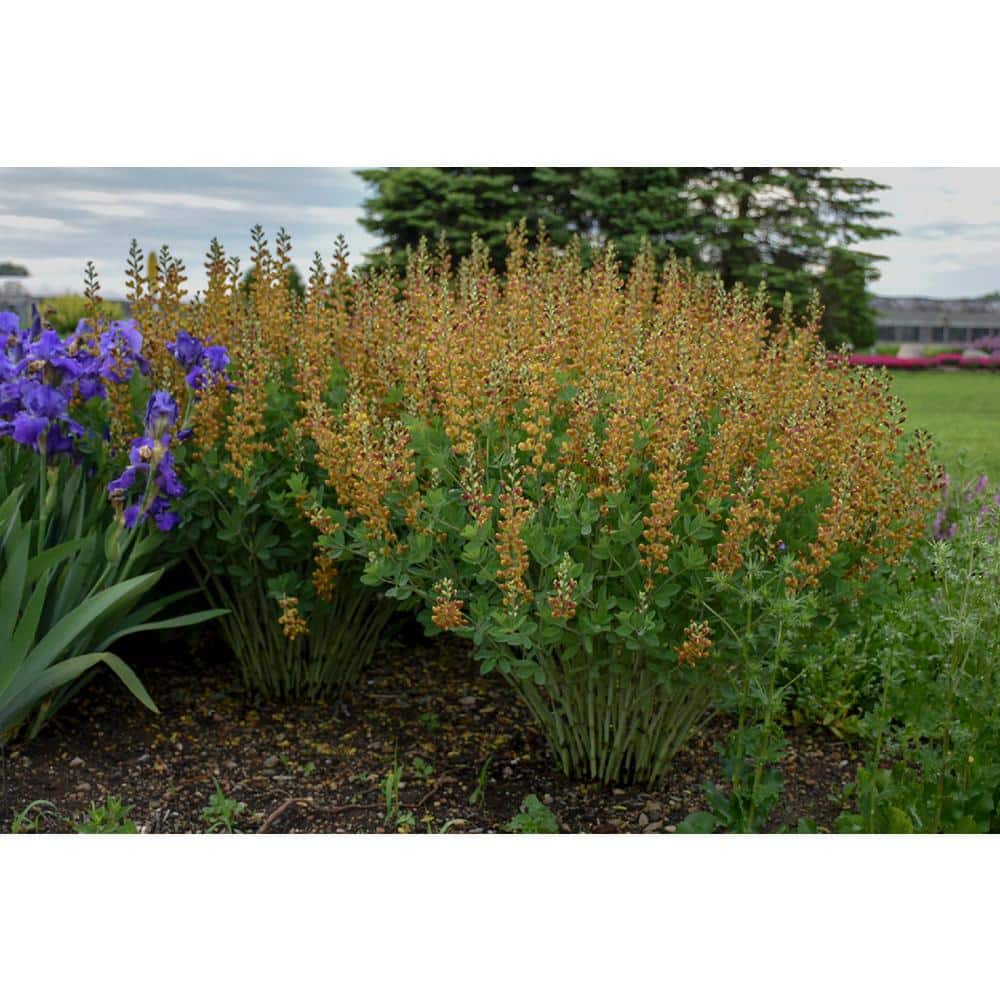 3 Gal. Cherries Jubilee Baptisia Live Perennial Plant (1-Pack) - Hercitys