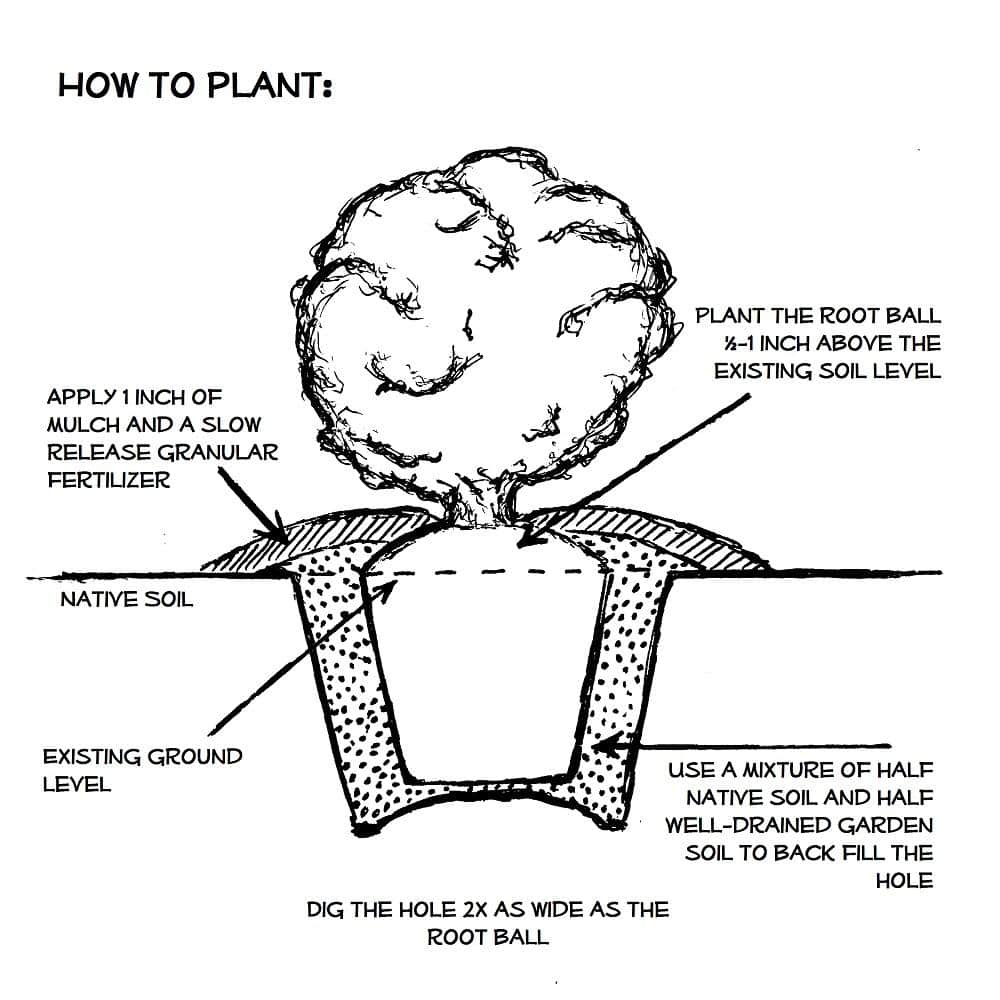 1 Gal. Autumn Princess Shrub with Salmon-Pink Reblooming Flowers - Hercitys