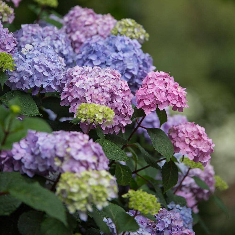 1 Gal. Bloomstruck Reblooming Hydrangea Shrub with Pink and Purple Flowers (2-Pack) - Hercitys