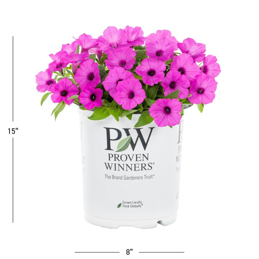 2.5 Qt. Petunia Supertunia Vista Jazzberry Pink Annual Plant (3-Pack) - Hercitys